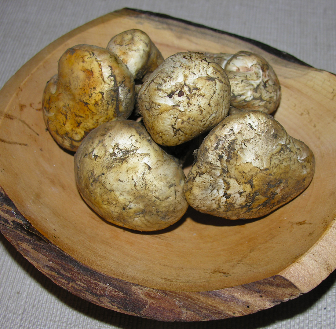 Mystic Mushroom Paella