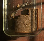 Persimmon_pudding