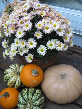 Pumpkin_patch