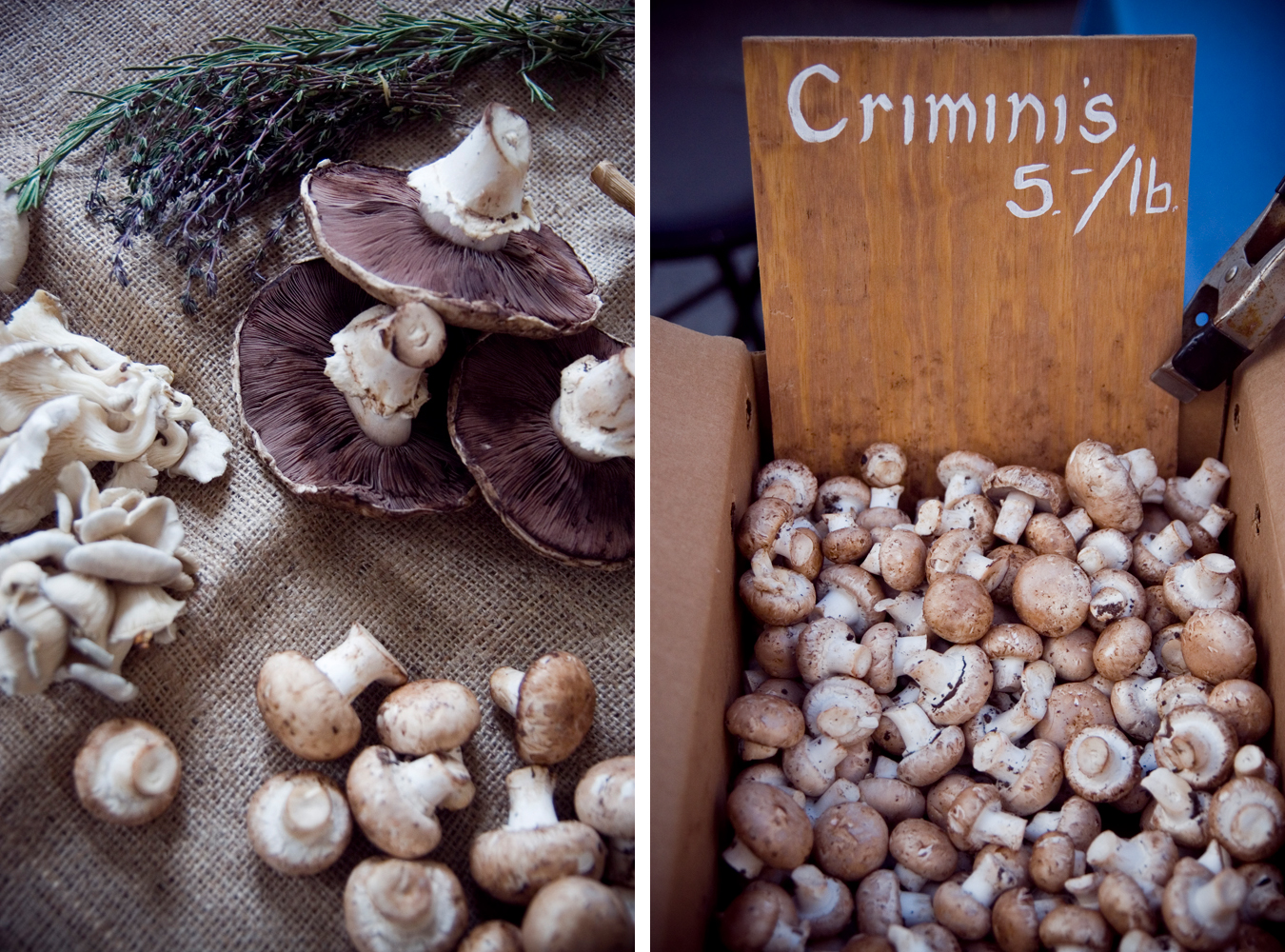 Wild Mushroom Risotto