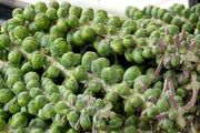 Lusciously_green_brussel_sprouts_on_whole_stalks_stock_photo_-_5948496