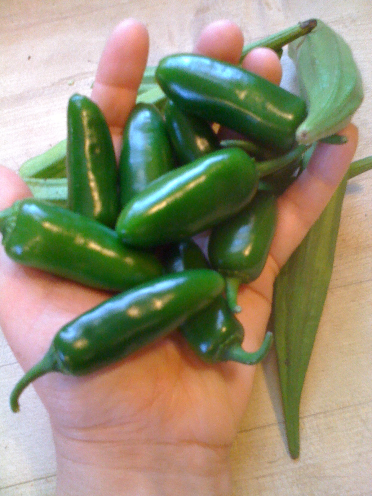 Besotes Caliente "Hot Kisses"