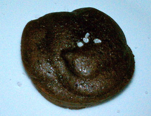 Chocolate Fantasy Brownie Bites