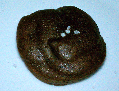 Chocolate Fantasy Brownie Bites
