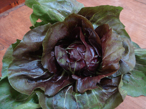 Radicchio and Gorgonzola risotto