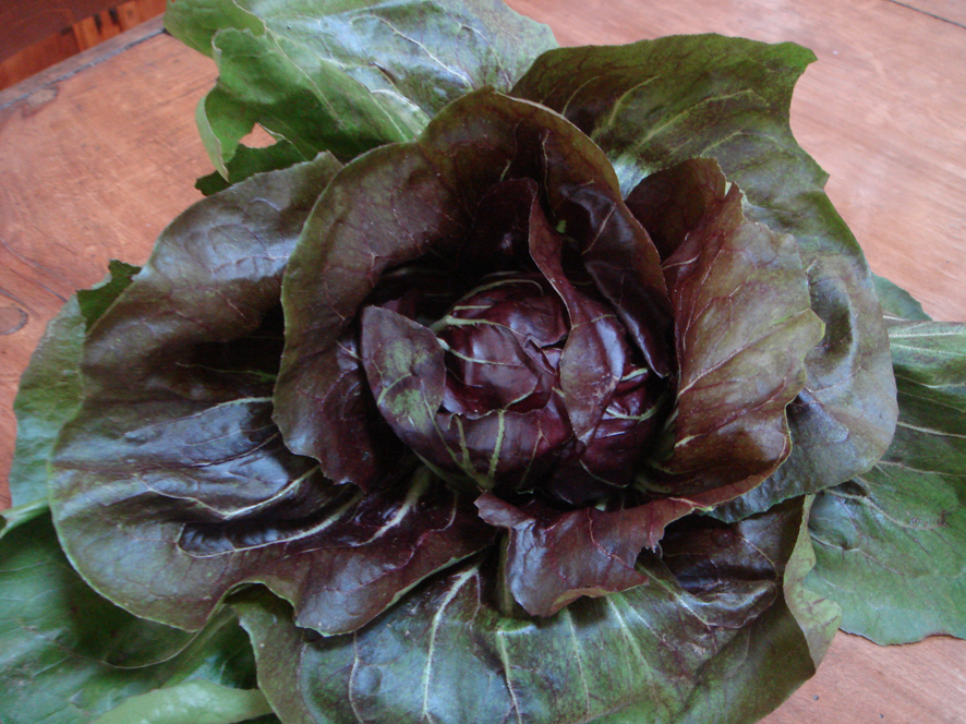 Radicchio and Gorgonzola risotto
