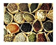 Lentils