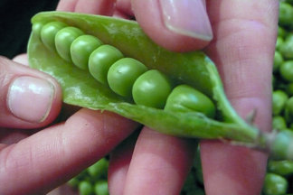 FRESH PEAS AND MINT SPREAD