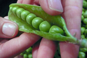 Pea-shelling