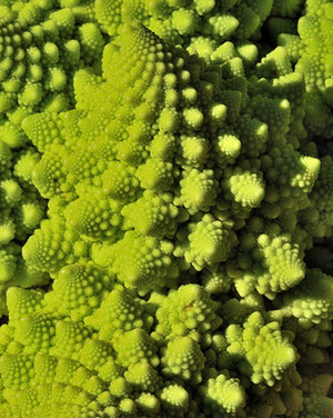 Pasta e Broccoli in ray(skate)  broth