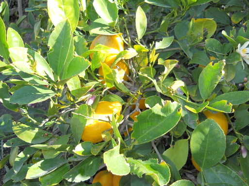 Dscn0173