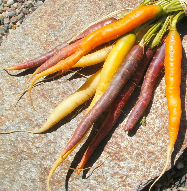 Spiced maple carrot lassi: iced or warm