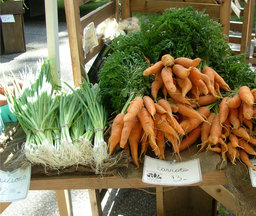 carrot soup 