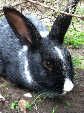 EATING RABBIT FOOD:  CARROT RUTABAGA MASH