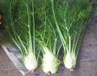 Fennel