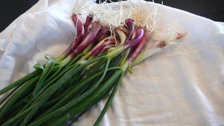 Spring Onion Tart