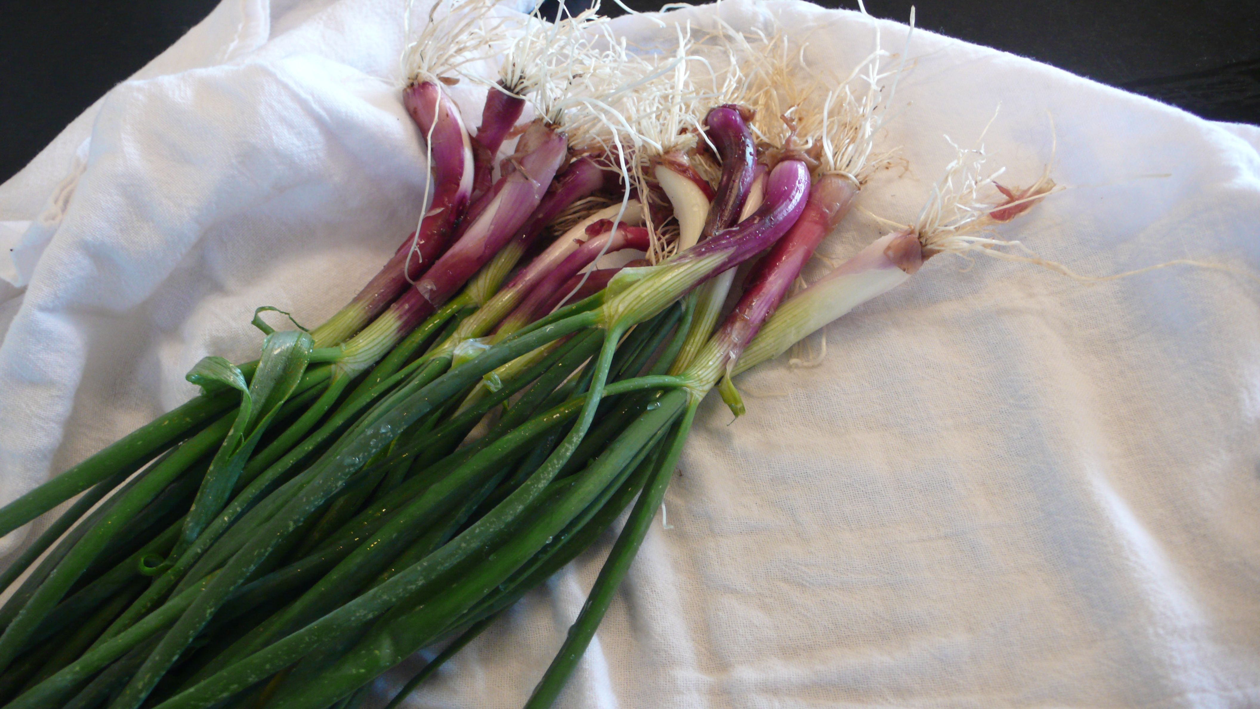 Spring Onion Tart