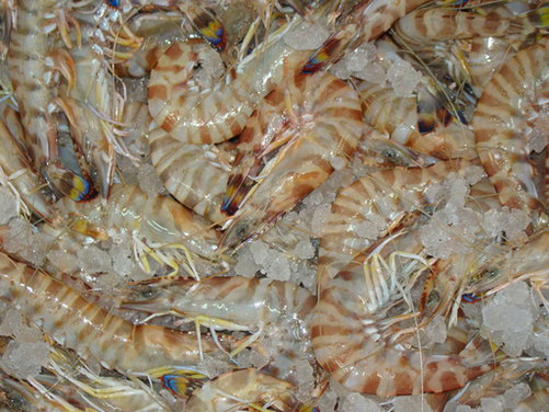 Sweet and Briny Shrimp Galette
