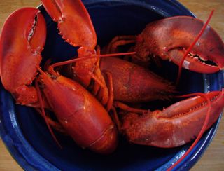 I love Rhode Island "Lobsta" Salad