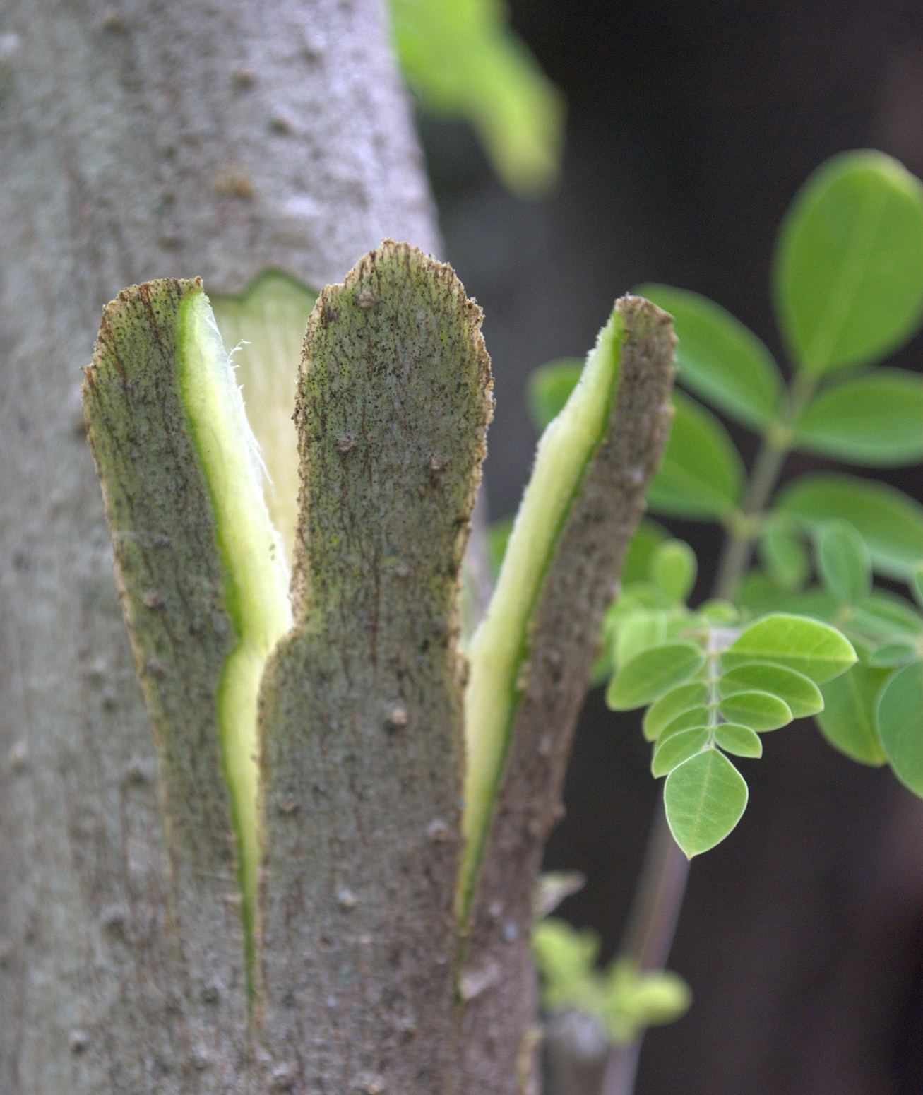 ANGLOINDIAN MUSTARD HORSERADISH SAUCE recipe on
