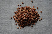 Bhutanese_red_9322