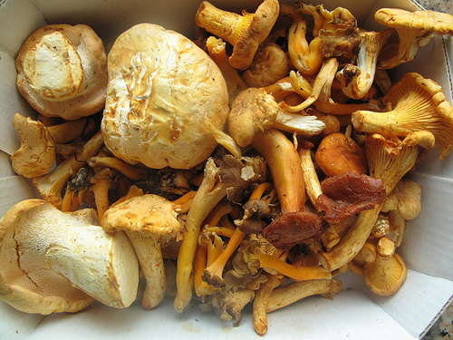 Roasted Wild Mushroom Soup