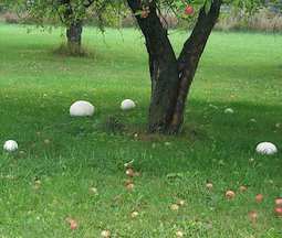 Puffballs2