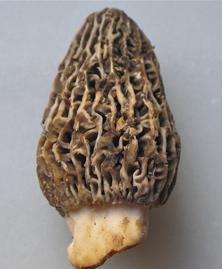 Morel Crostini