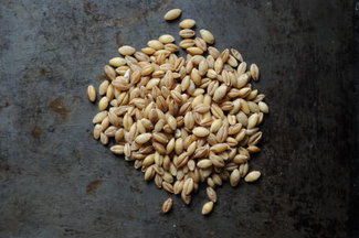 040111f__hulled_barley_06