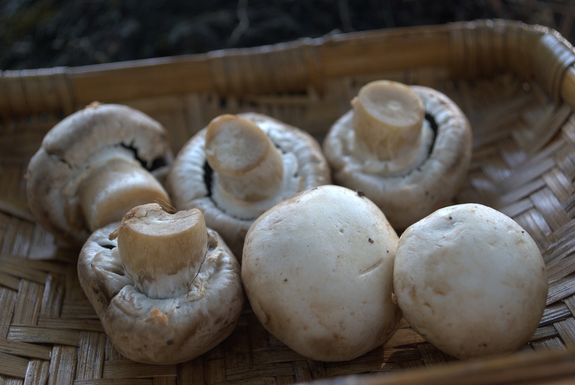 Grilles spicy  Mushrooms