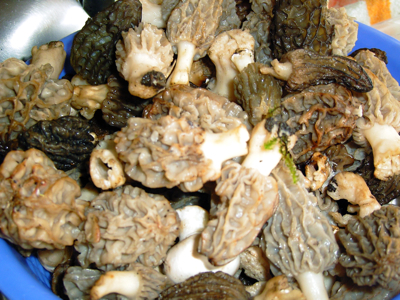 Chicken Breasts with Wild Mushrooms
