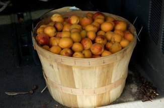 Vanilla scented sour apricot preserves