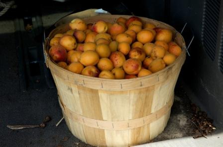 Vanilla scented sour apricot preserves