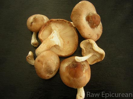 Shiitake-mushrooms_w