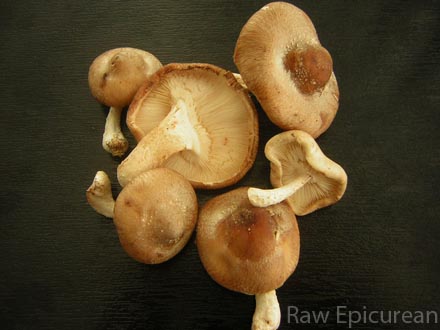 Simple and Luscious Asian Shitake Mushrooms