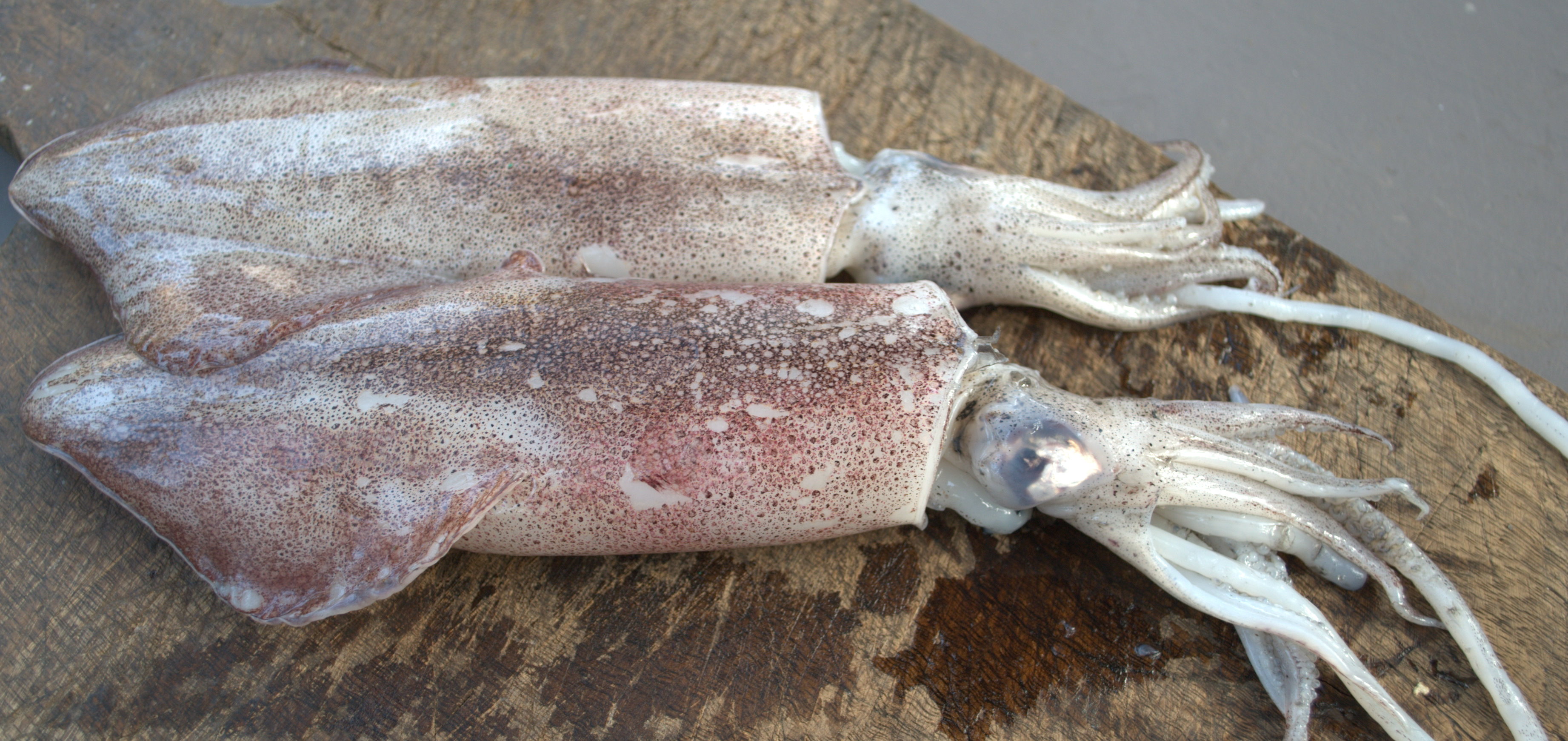 Masala squid