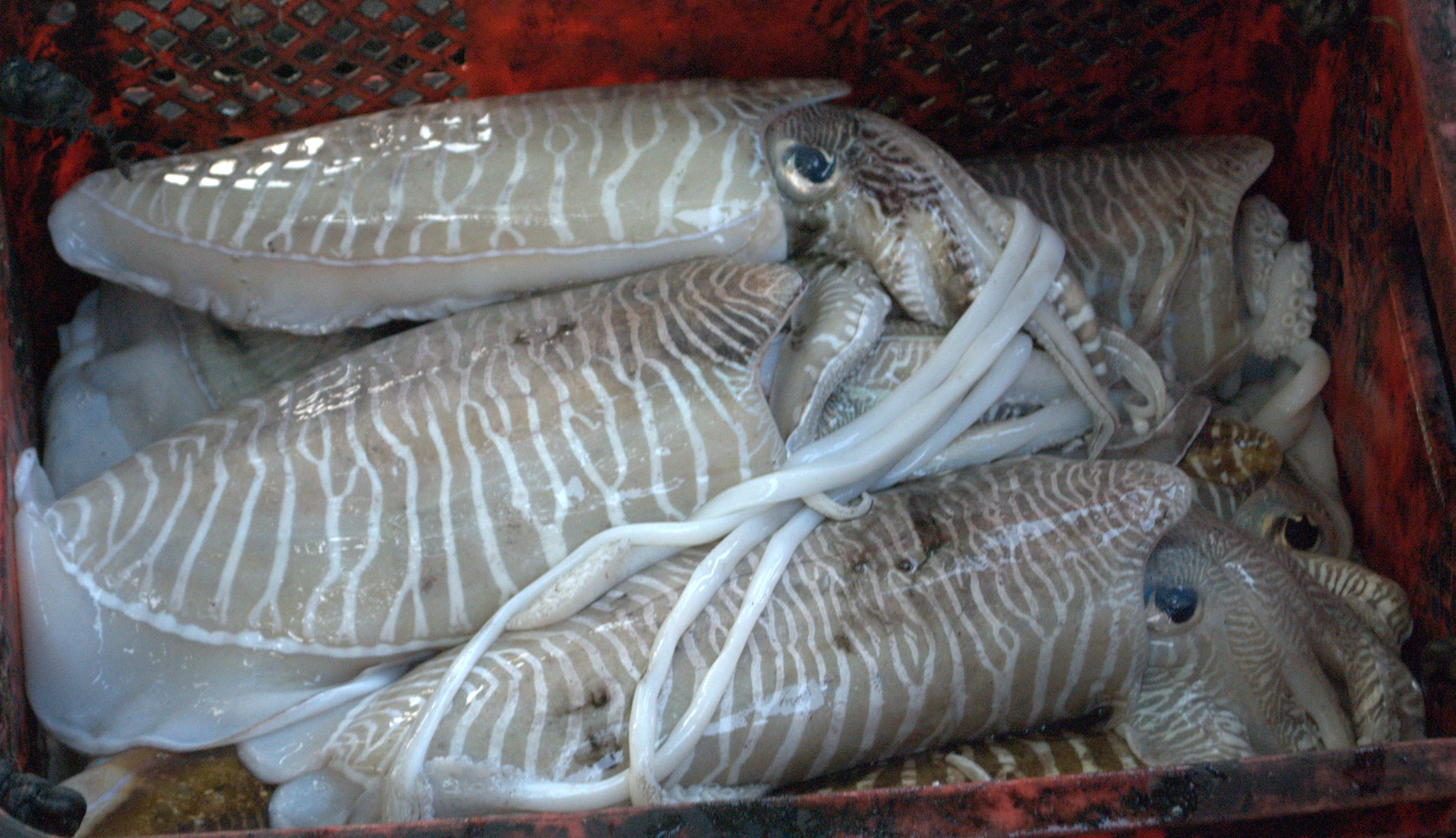 Cuttlefish Veneziana