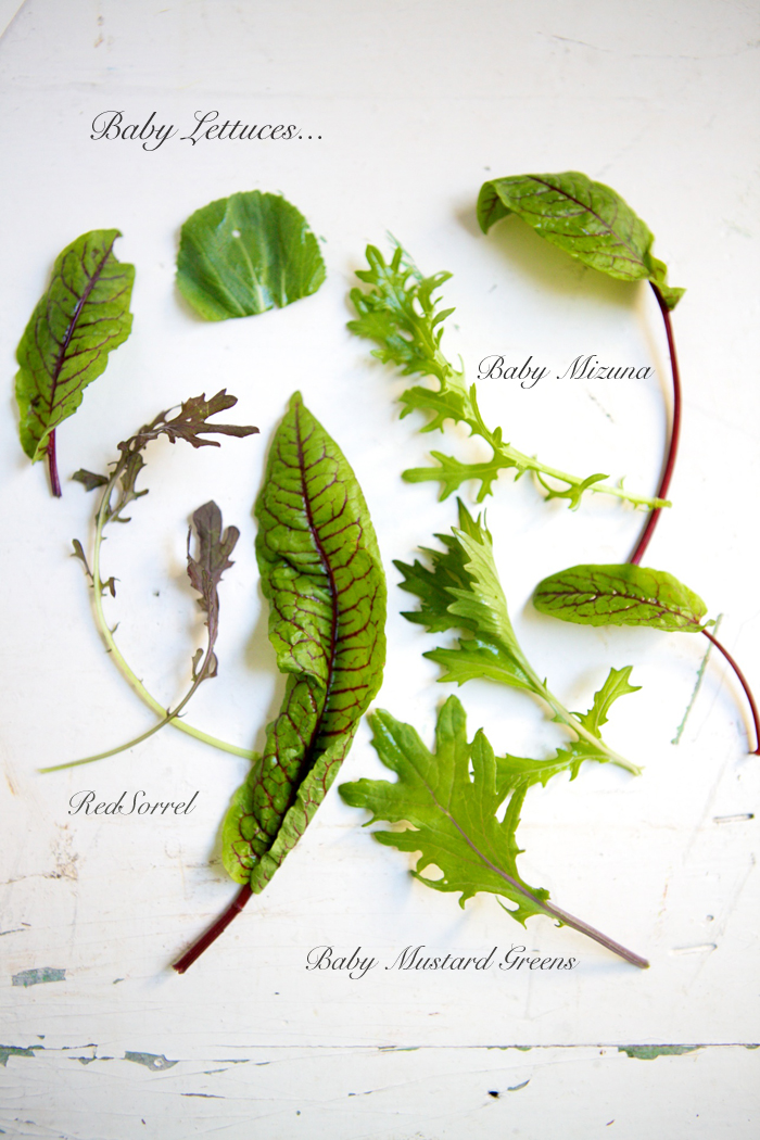 Spring Greens with Crispy Potatoes, Herbs & Asparagus 