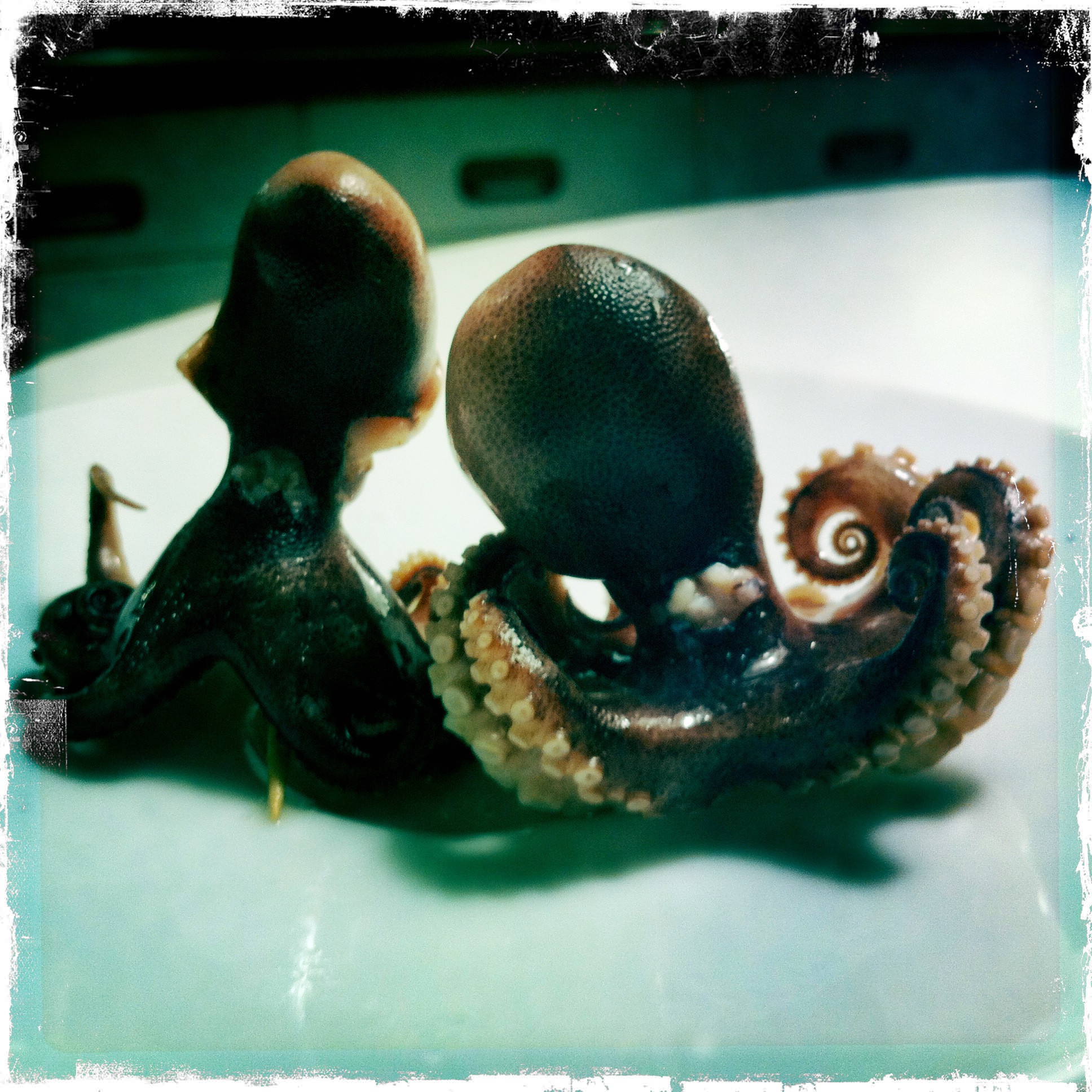 Baby Octopus in a Nest of Soba Noodles and Snippy Snap Peas