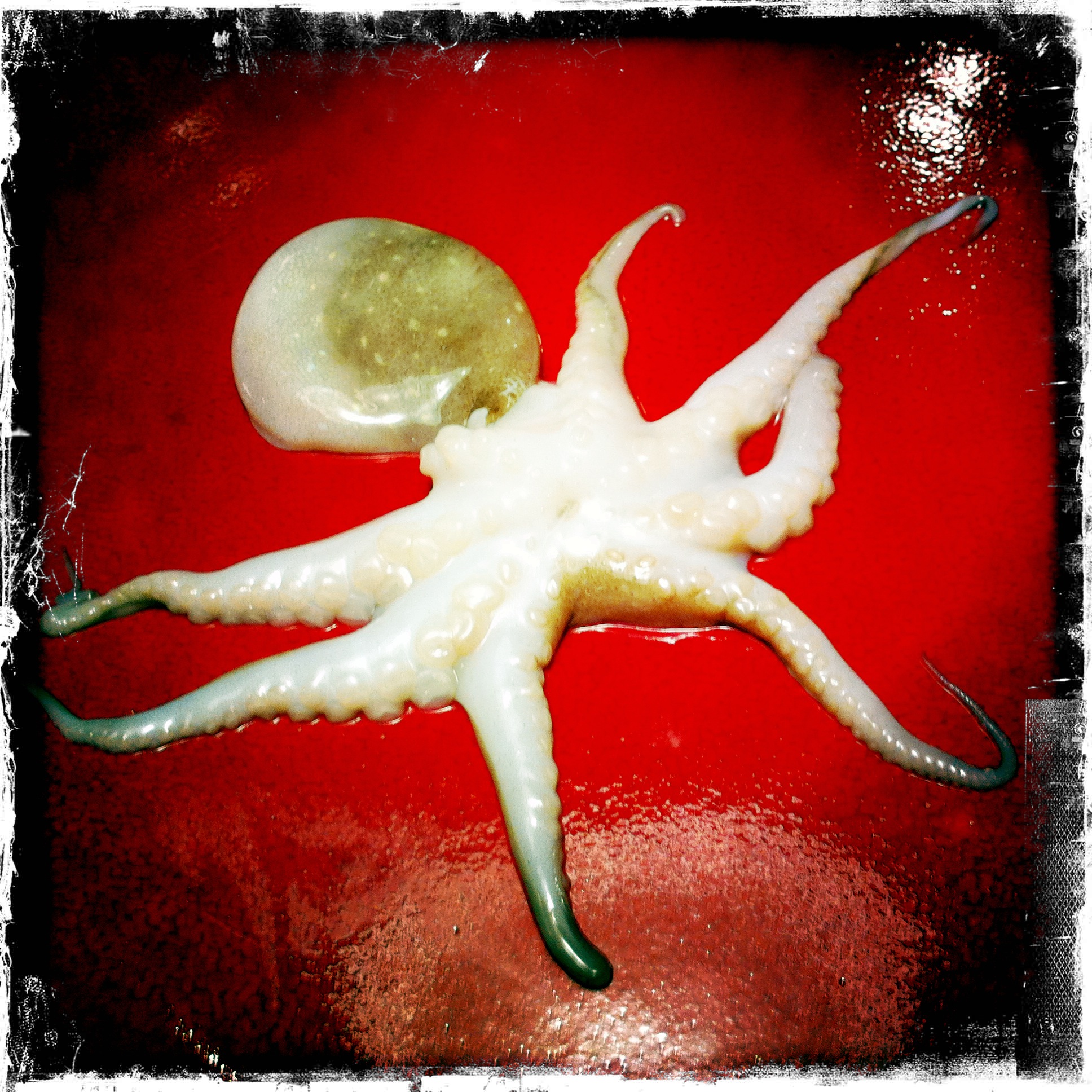 Baby Octopus in a Nest of Soba Noodles and Snippy Snap Peas