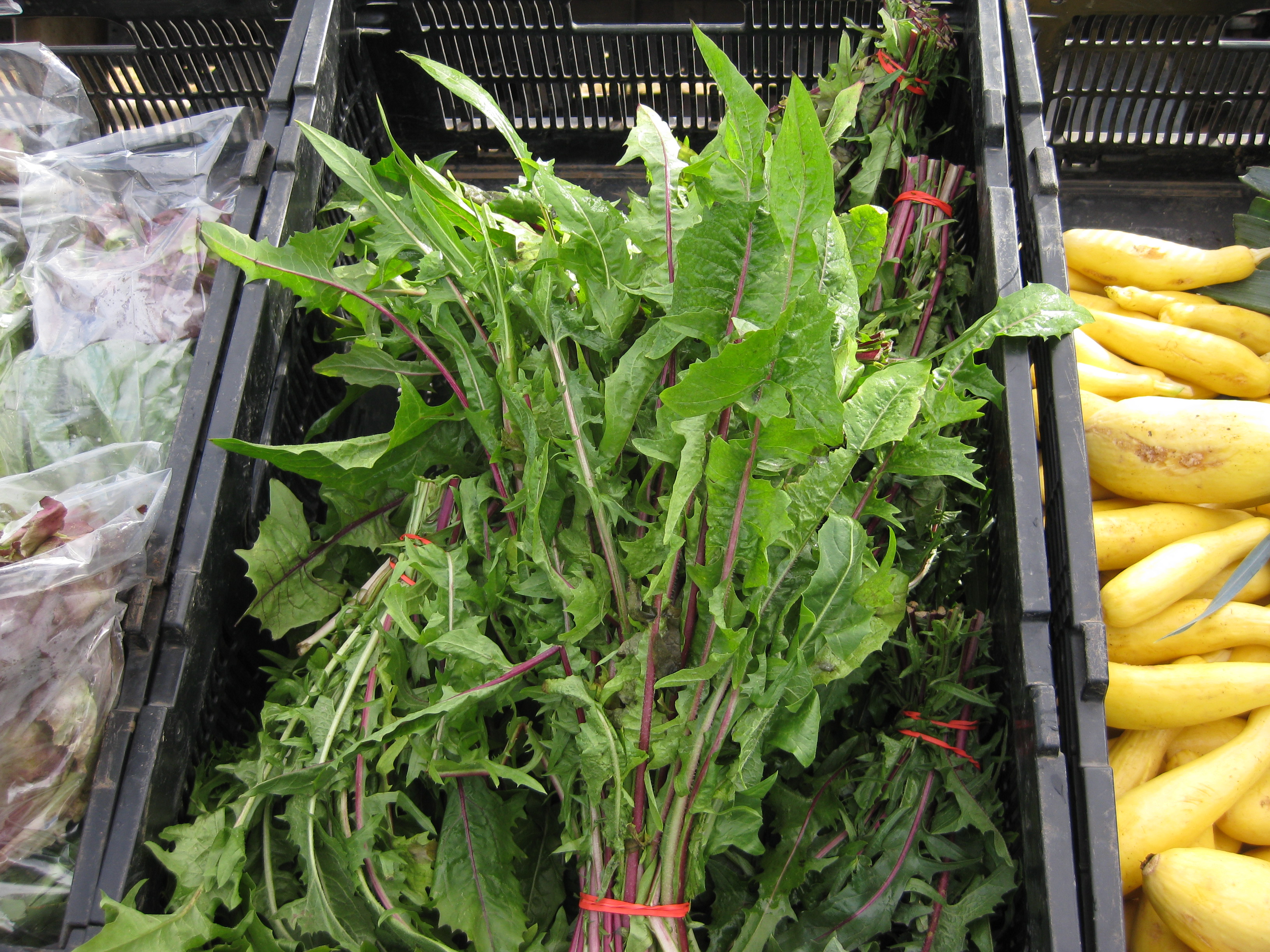 Dandelion Greens Salad 