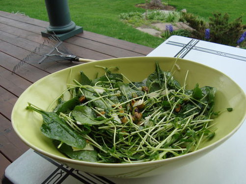 Baby Spinach and Pea Shoot Salad with a Honey Lemon Vinaigrette