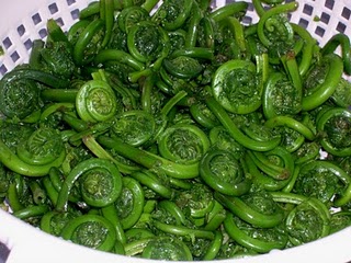 Foraged Fiddleheads