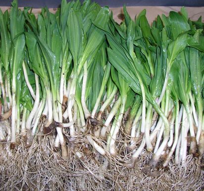 Ramps