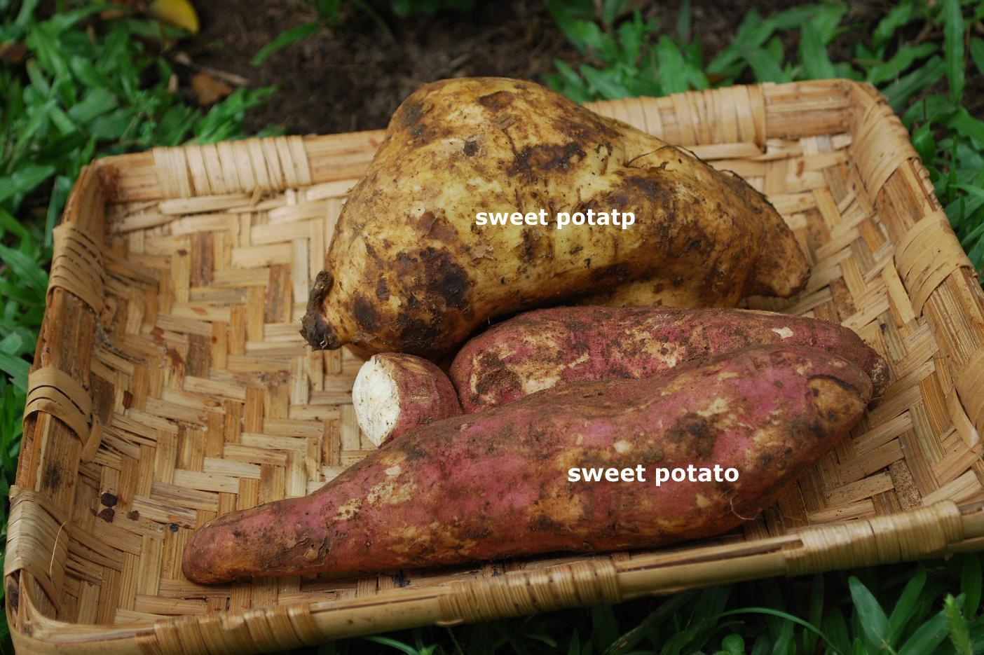 Sweet Potato Bake