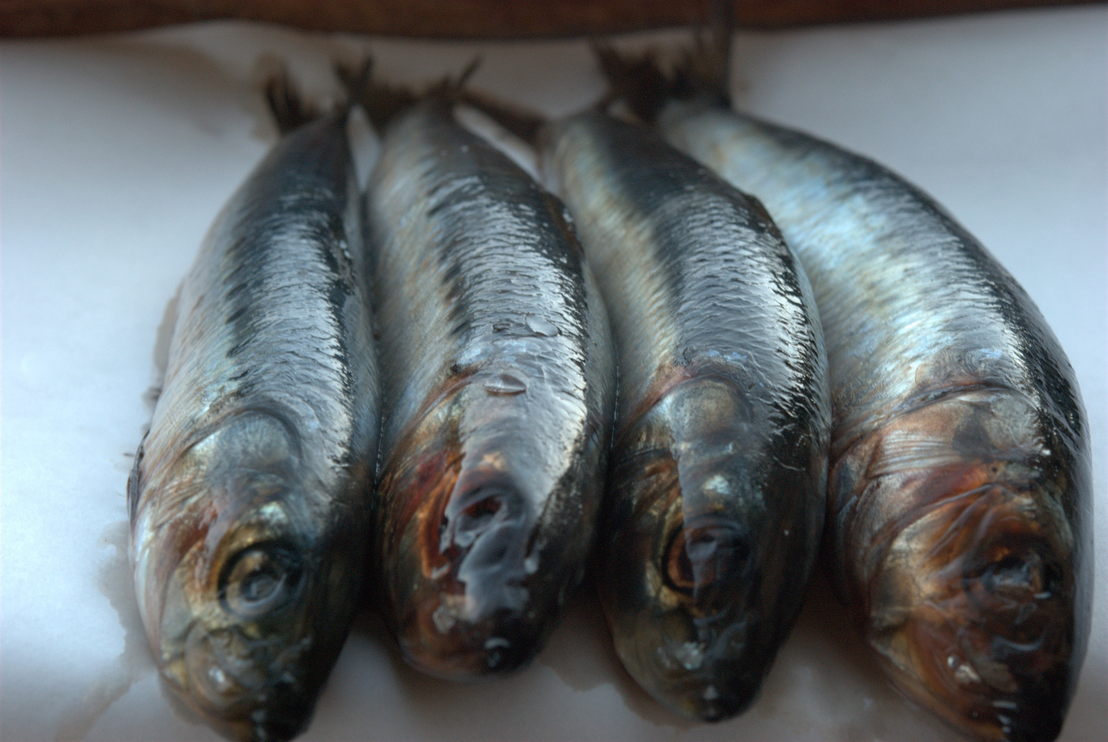 Sardines en Escabeche with Fresh Tarragon 