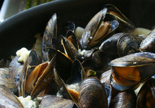Musselscropped