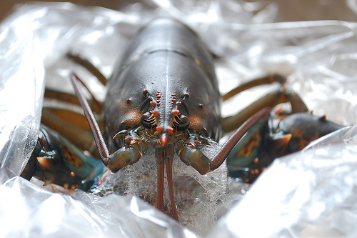 Steamed Lobster with Roasted Lobster Mayo