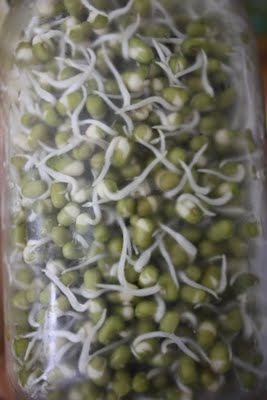sprout.