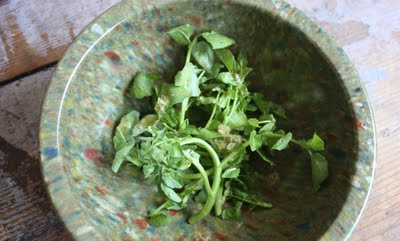 sprout.